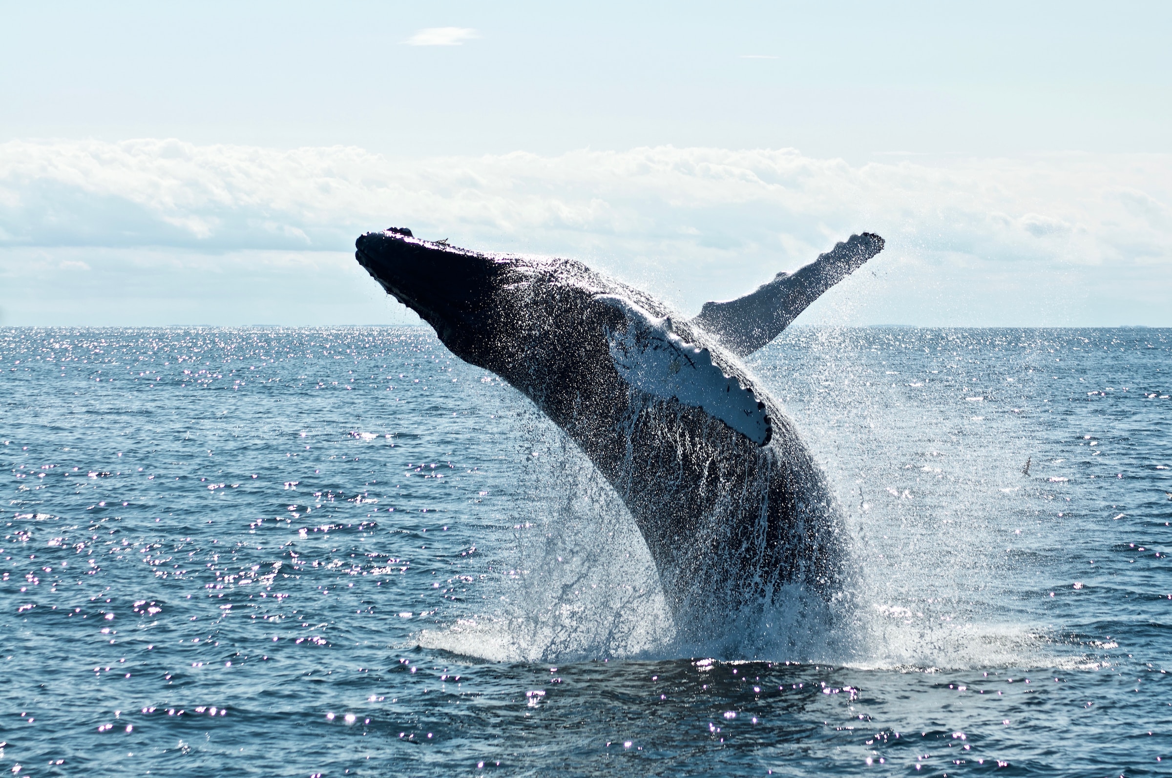 XRP Whale's Massive Token Shift Spurs Speculation Amidst Soaring Prices